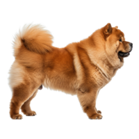 AI generated Side view of a brown furred Chow Chow dog on a transparent background. png