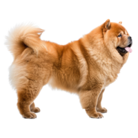 ai gegenereerd kant visie van een bruin behaard chow chow hond Aan een transparant achtergrond. png