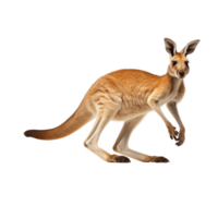 AI generated Brown kangaroo standing on transparent background. png