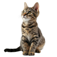 AI generated Striped kitten on transparent background png