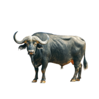 AI generated buffalo isolated on white background png