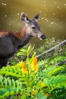 A female deer in the forest photo