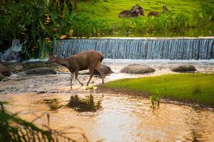 A female deer in the forest photo