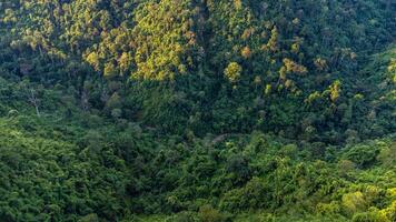 alto ángulo ver aéreo fotografía de bosque foto