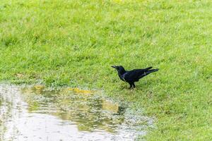 Crow on the green grass photo