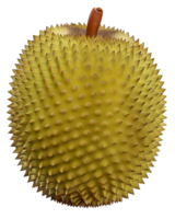 3d illustration durian png