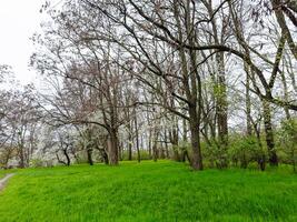 un pacífico prado con imponente arboles y un sereno camino. un herboso campo con arboles y un suciedad camino foto