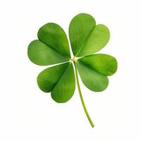 AI generated Lucky Irish four-leaf clover charm isolated on white background for fortune concepts, Ai Generated. photo