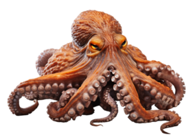 AI generated octopus on transparent background, generative ai png