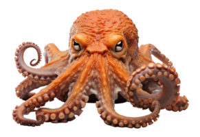 AI generated octopus on transparent background, generative ai png