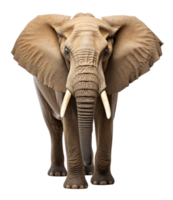 AI generated portrait of adult elephant looking forward isolated on transparent background, generative ai png