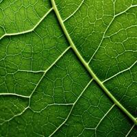 AI generated Intricate details of high-definition, photorealistic macro photography showcasing close-up green leaves, Ai Generated. photo