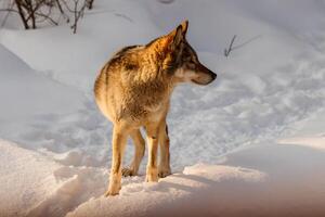 beautiful wolf on a snowy road photo