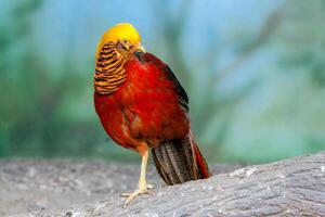 Golden pheasant on a close-up branch photo