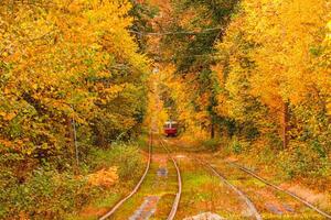 Autumn forest through which an old tram rides Ukraine photo