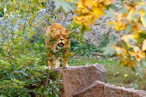 macro of a beautiful lioness in nature photo