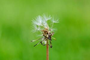 dandelion on a background of green gras photo