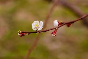 beautifully flowering cherry branches on which the bees sit photo