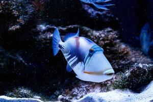 pescado pintado pez gatillo rhinecanthus aculeato foto