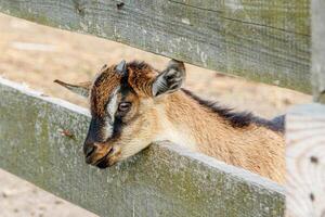 Beautiful goat with horns in the farm photo