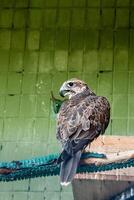 An eagle and a falcon sit on a close-up branch photo