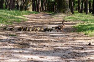 duck with ducklings move to the pond photo