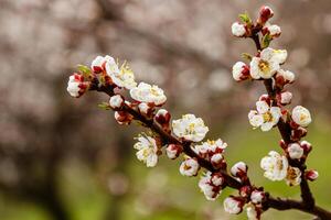 beautifully flowering cherry branches on which the bees sit photo