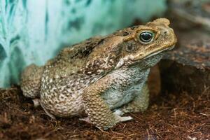 Toad Aga close-up macro photo