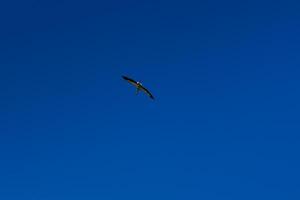 cigüeña volando en el cielo azul con nubes blancas foto