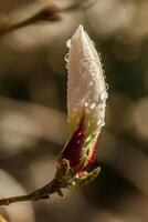 hermosa magnolia flores con agua gotas foto