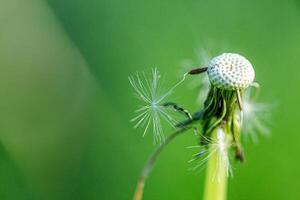 diente de león en un antecedentes de verde gras foto