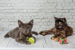 Beautiful couple of gray cat boy and girl on a brick wall background photo