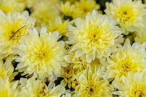 multi-colored flower beds of beautiful chrysanthemums photo