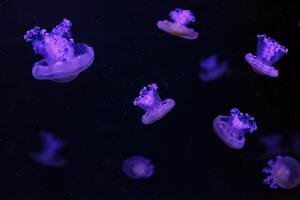 macro shooting under water mediterranean jellyfish photo