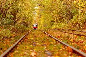 Autumn forest through which an old tram rides Ukraine photo