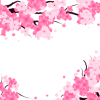 Pink Sakura Frame, Spring Cherry Bloom Border. Flowers Falling Petals Background. png