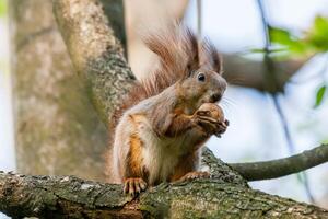 Squirrel sits on a branch and gnaws nuts photo