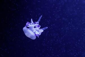 macro of a beautiful jellyfish rhizostoma luteum photo