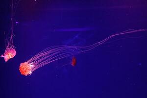 macro of a beautiful jellyfish chrysaora pacifica photo