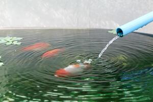 Goldfish in aquarium fish pond close up photo