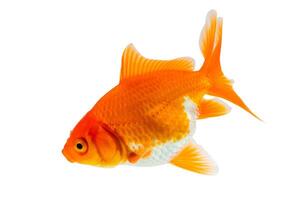 Oranda goldfish isolated on white background close up photo