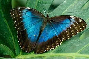 macro hermosa mariposa morfo helenor foto