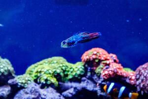Mandarin fish Synchiropus splendidus photo