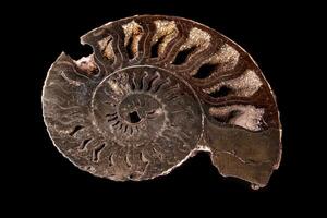 Macro mineral stone Ammonite shell on a black background photo