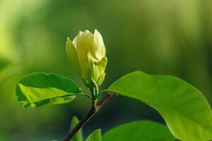 beautiful magnolia branch during yellow flowering photo