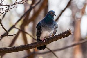 Pigeon sits on a branch photo