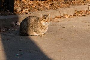 el gato callejero se calienta con los rayos del sol foto