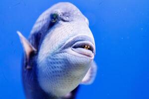 macro fish blue-necked balistod, balistoides viridescens photo