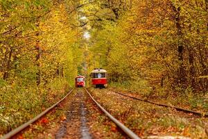 Autumn forest through which an old tram rides Ukraine photo