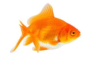 Oranda goldfish isolated on white background close up photo